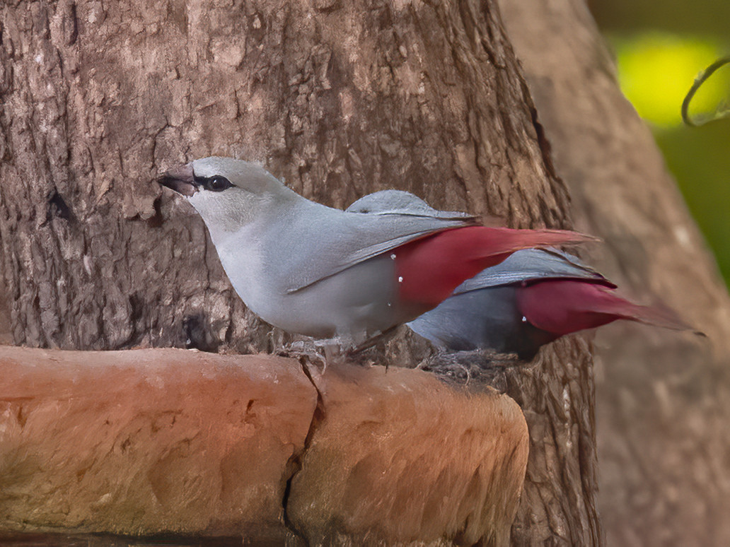 image Lavender Waxbill